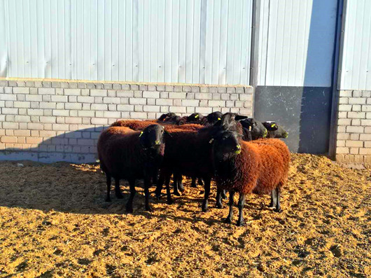 塞上江南河套腹地巴彥淖爾將冉起國家農高區