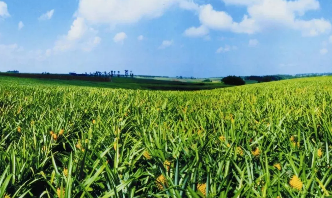 21個中央一號文件，一部中國農業現代史