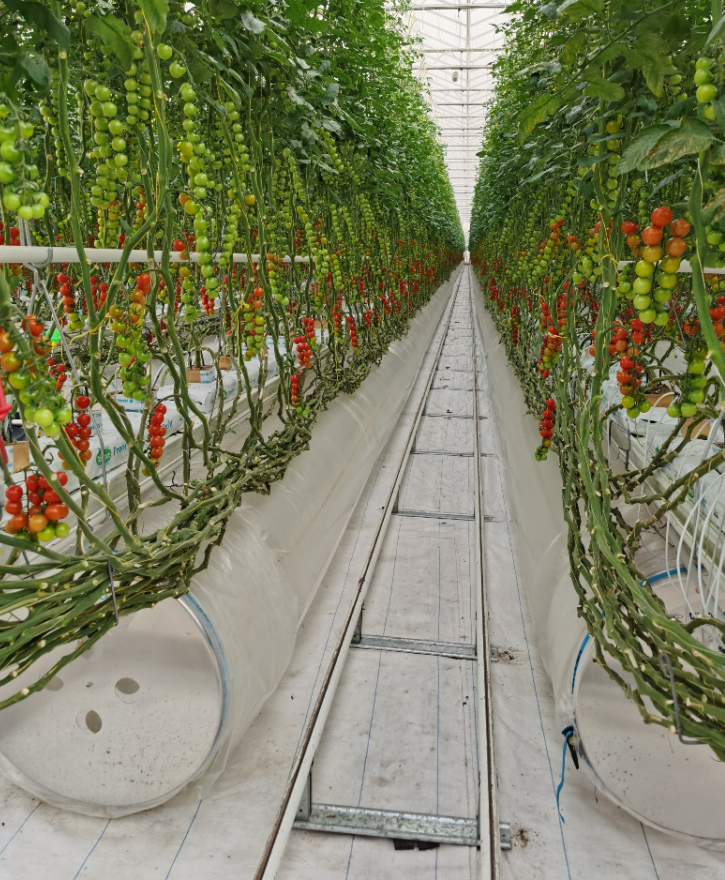 依托非耕地高效設施農業，民樂縣著力打造特色戈壁農業國家現代農業產業園