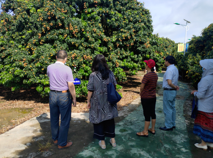 龔州大地，龍眼飄香-平南現代農業正釋放科技創新活力