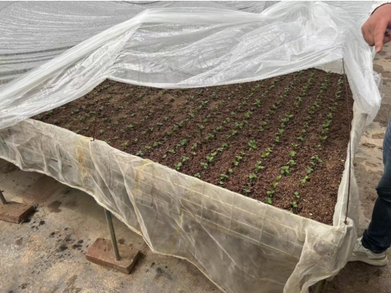 加強(qiáng)農(nóng)業(yè)產(chǎn)業(yè)布局規(guī)劃，民樂縣向農(nóng)業(yè)強(qiáng)縣進(jìn)發(fā)